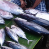 5 Fakta Mengenai Ikan Cakalang Sang Primadona Mancing Mania