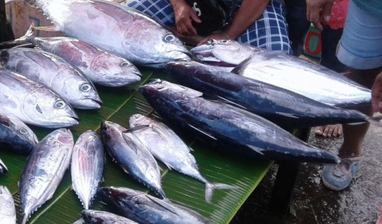 5 Fakta Mengenai Ikan Cakalang Sang Primadona Mancing Mania