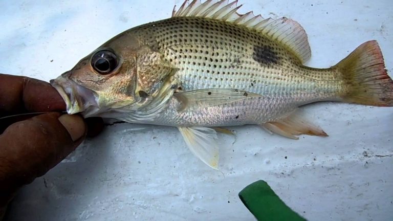 Lebih Mengenal Ikan Tompel, Si Imut, Kecil, Nan Unik