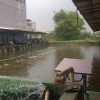 Umpan aroma melati cocok untuk mancing ikan mas dimalam hari.
