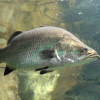 Bagaimana cara memancing ikan kakap putih dan merah