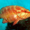 Cara mancing ikan Kerapu
