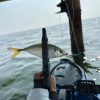 Resep masakan ikan Brownback Trevally hasil dari memancing
