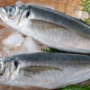 Cara memancing Ikan Kembung dan kenali habitat Alaminya.
